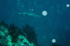 Velidhu - 2013_03_13 - IMG_0625rf_Requin corail ou aileron blanc du lagon - Triaenodon obesus_Nika point_Plongee
